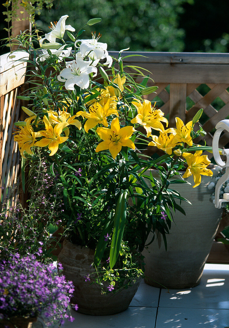 Lilium hybrids