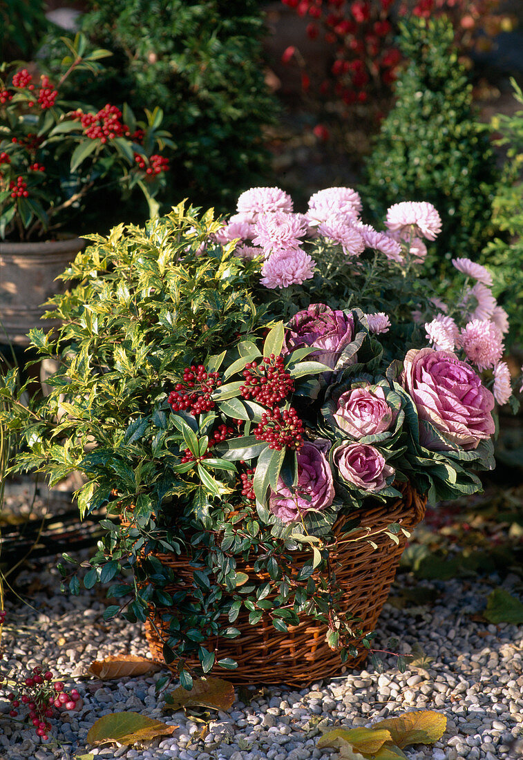 Autumn-planted basket with Brassica, Skimmia