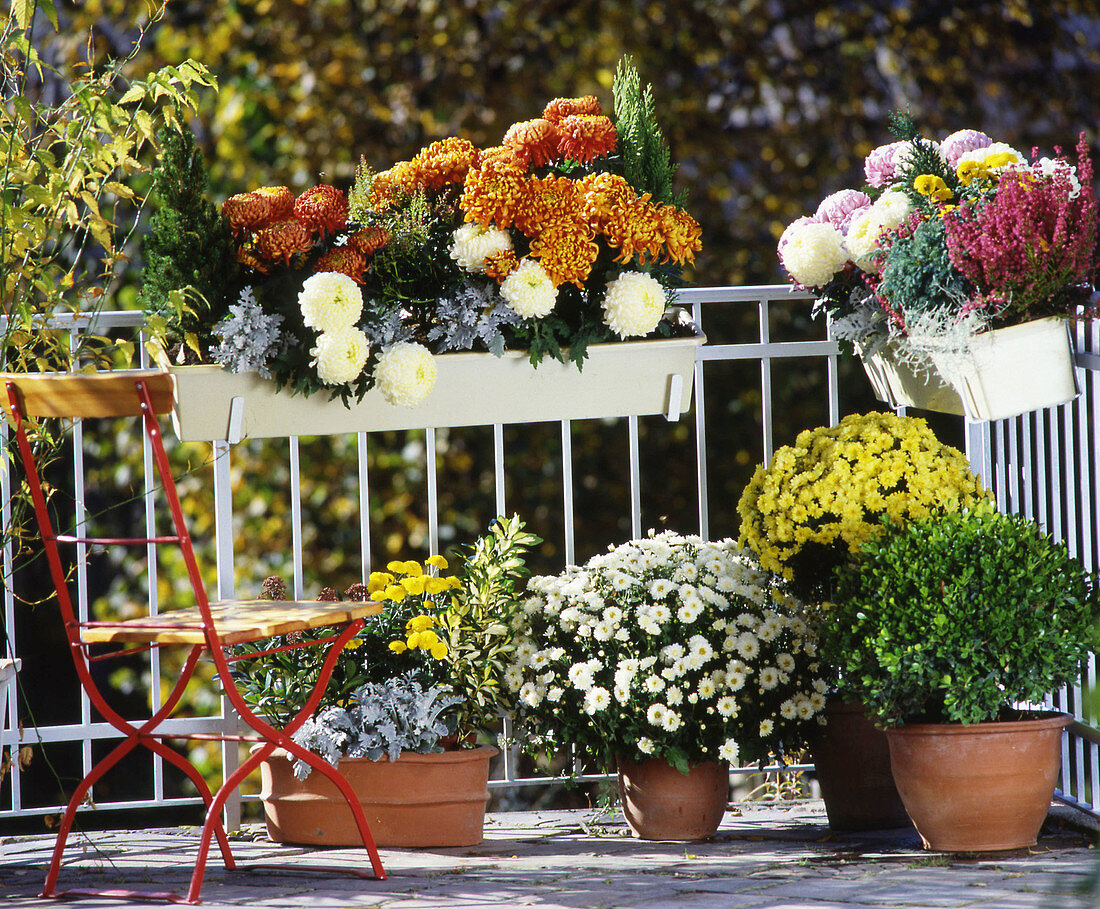 Herbstbalkon mit Crysanthemen