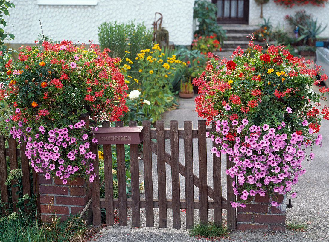 Pelargonium mit Petunia surfinia