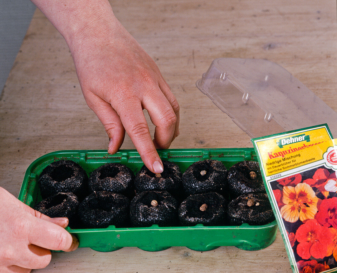 Sowing in Jiffy spring pots