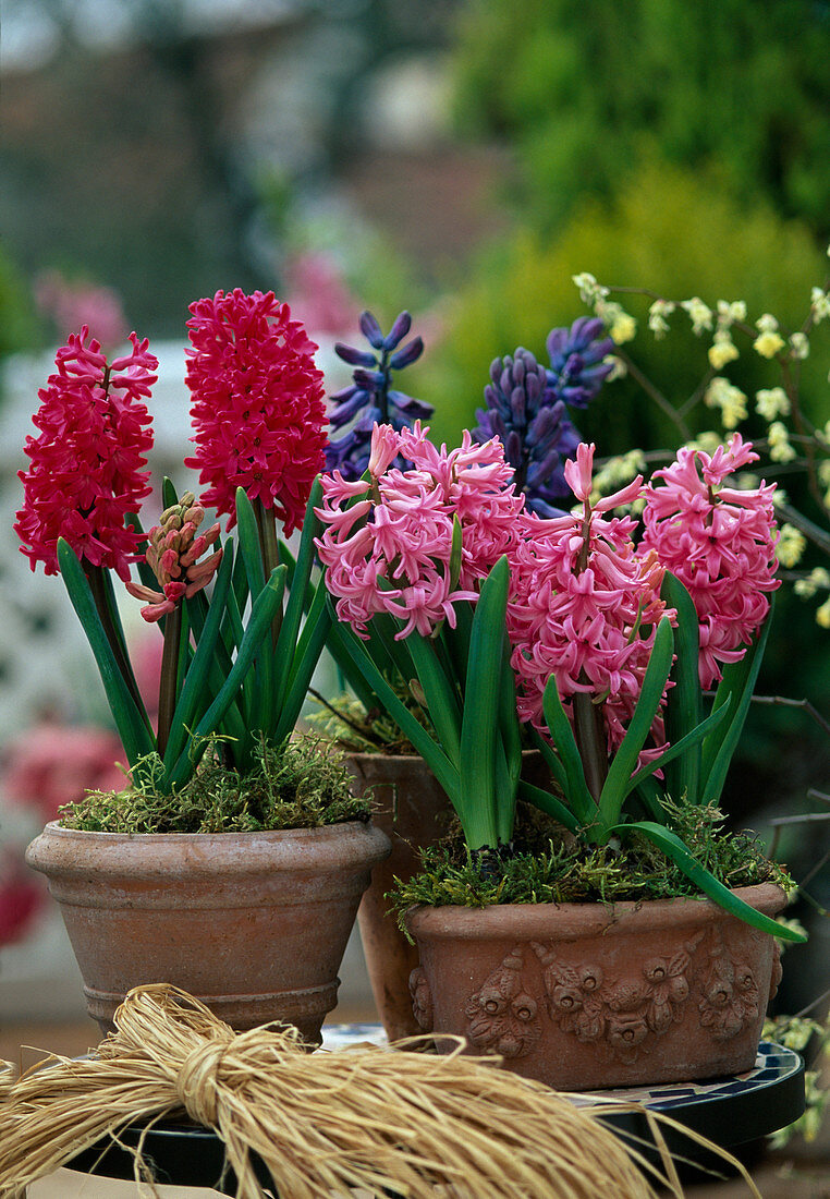 Hyacinthus hybrids