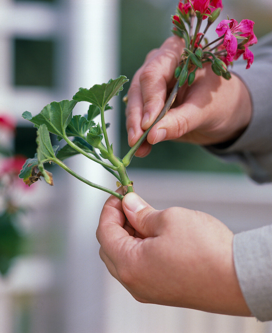 Stecklingsvermehrung von Pelargonium zonale