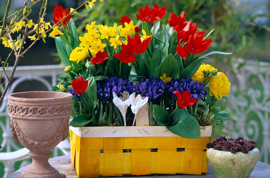 Tulipa praestans 'Füsilier' (Tulpen), Narcissus (Narzissen), Iris reticulat