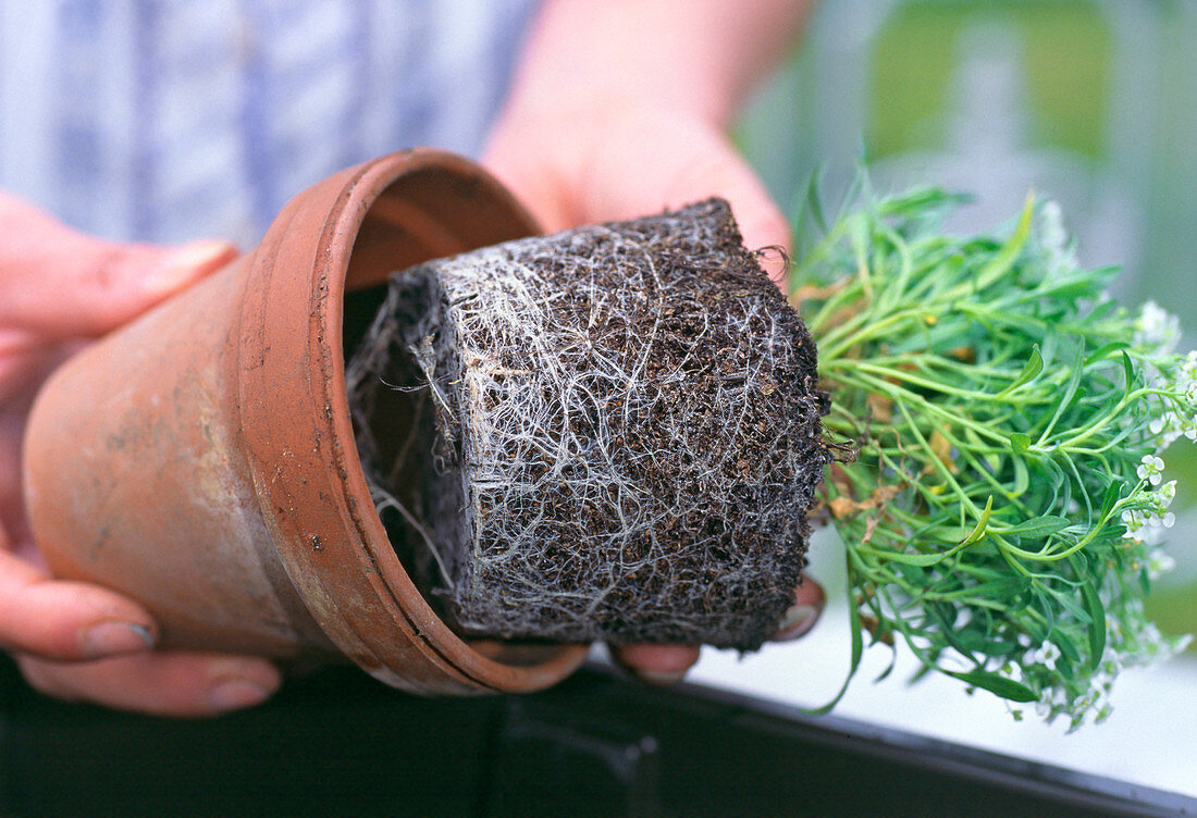 Repot seedlings before watering