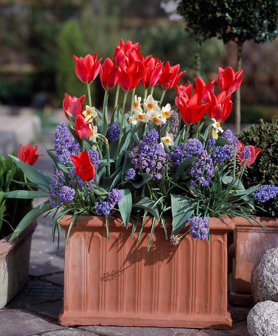 Tulips, blooming grape hyacinths, narcissus