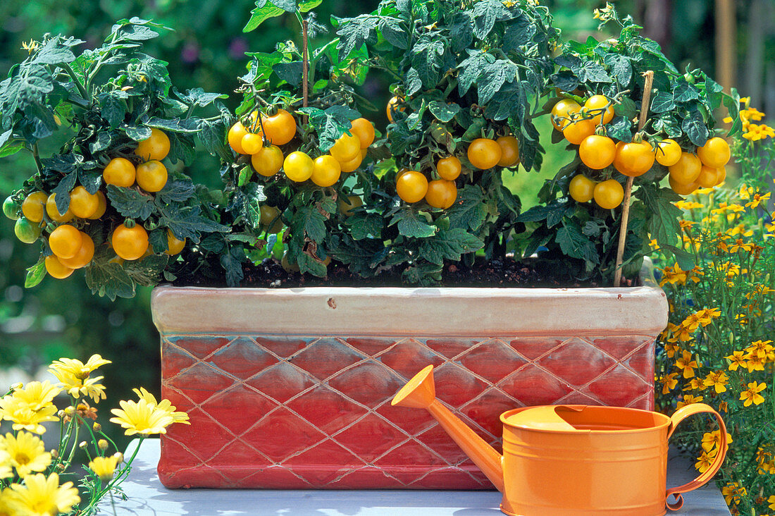 Yellow balcony tomato 'Balconi Yellow' from Quedlinburger Saatzucht
