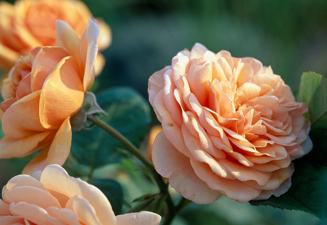 English rose 'Ellen' (apricot scent)