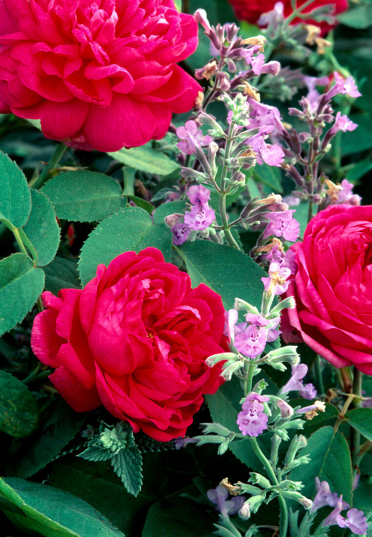 Pink damascena 'Rose De Resht'