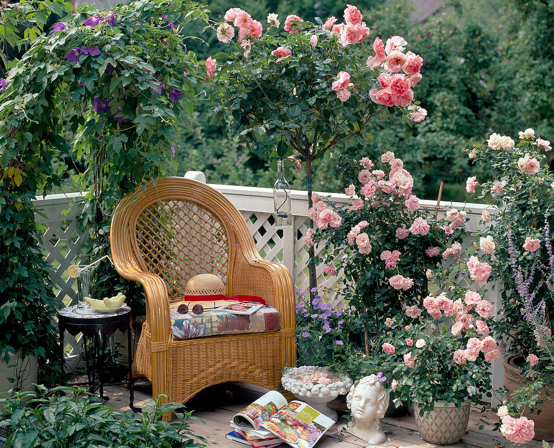 Rosa Rosen auf Balkon: Stämmchenrose = Piroschka