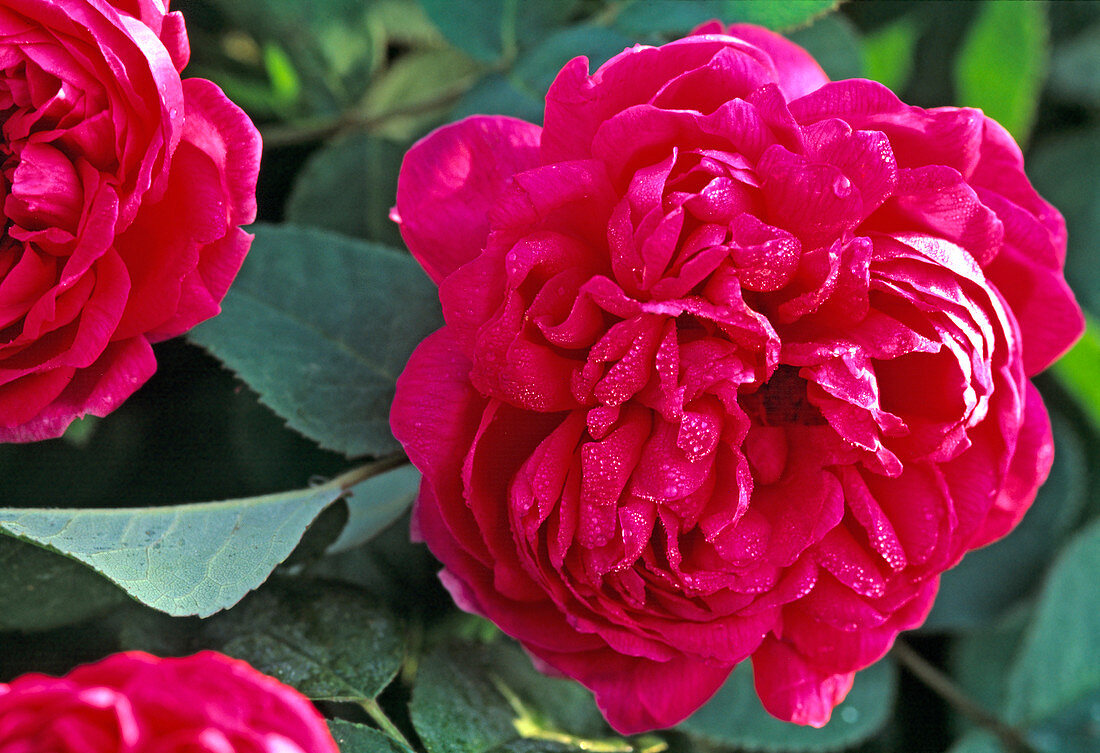 'Rose de Resht', Rosa damascena