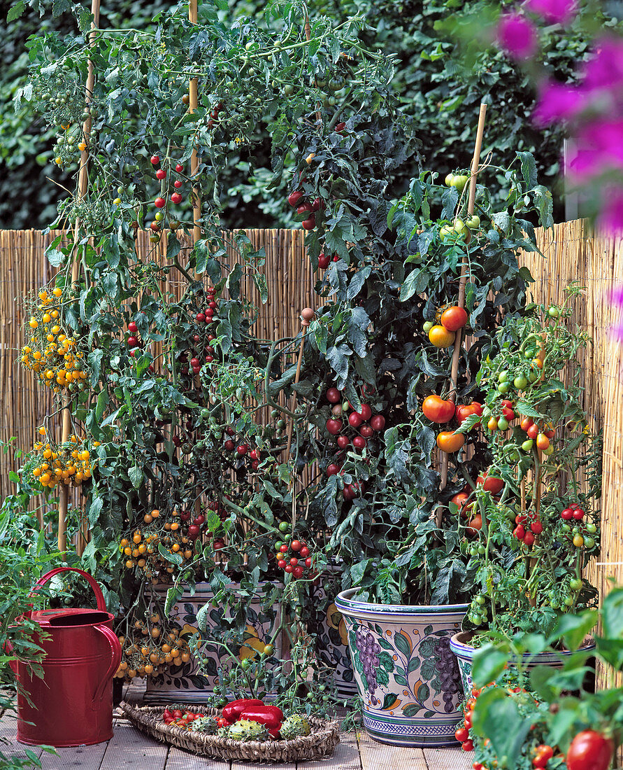 Tomate 'Mirabell', 'Sweet 100', 'Orange Bourgoin', 'Carotina', 'Red Pear'