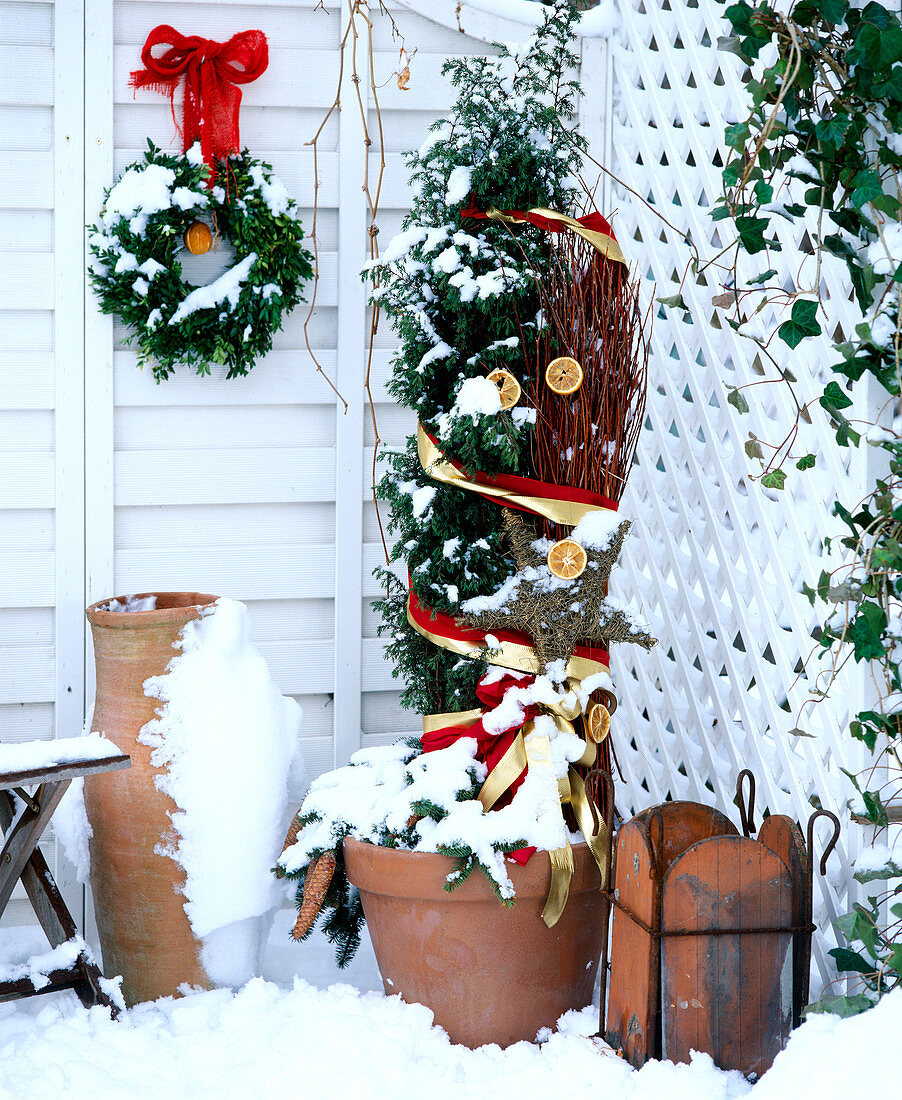 Juniper festively decorated