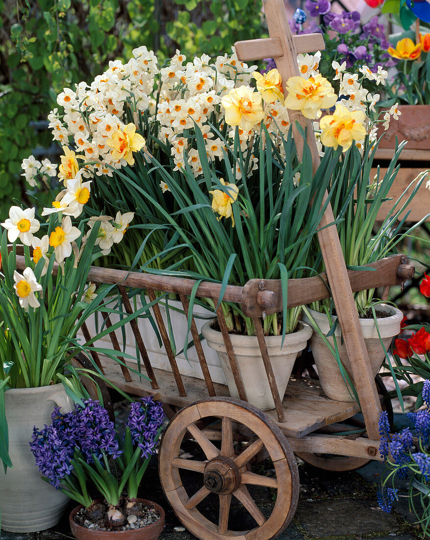 Cart with Narcissus 'Cragford',