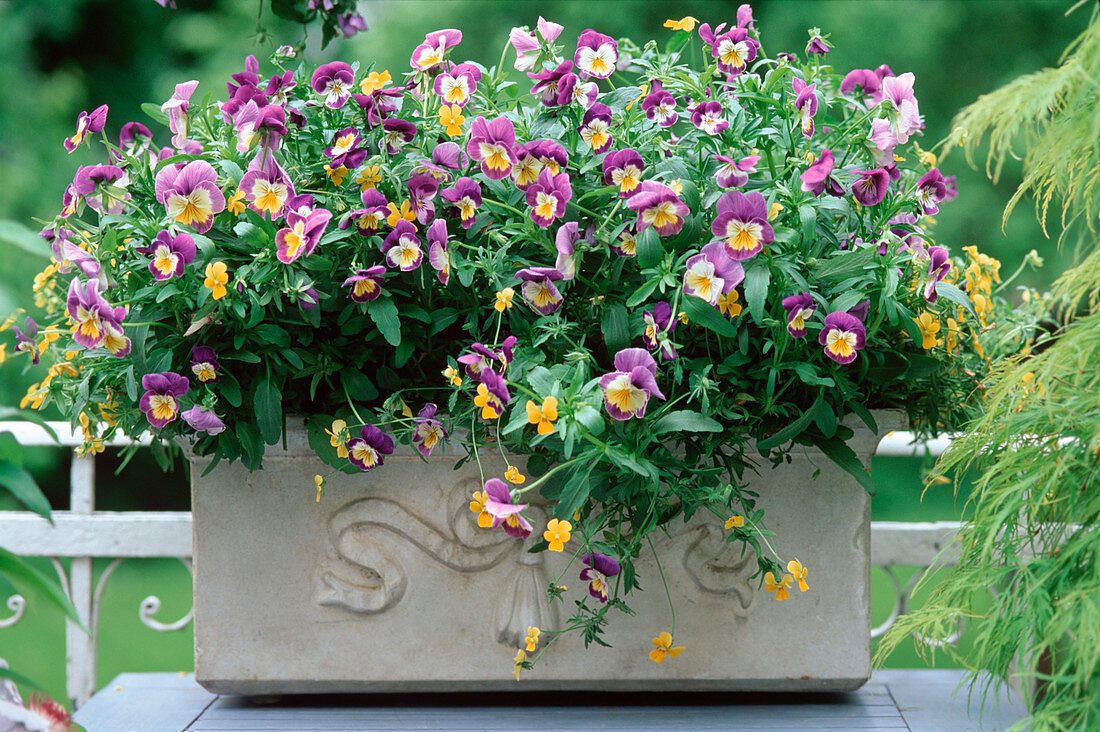 Viola cornuta (Hornveilchen) im Kasten auf dem Balkon