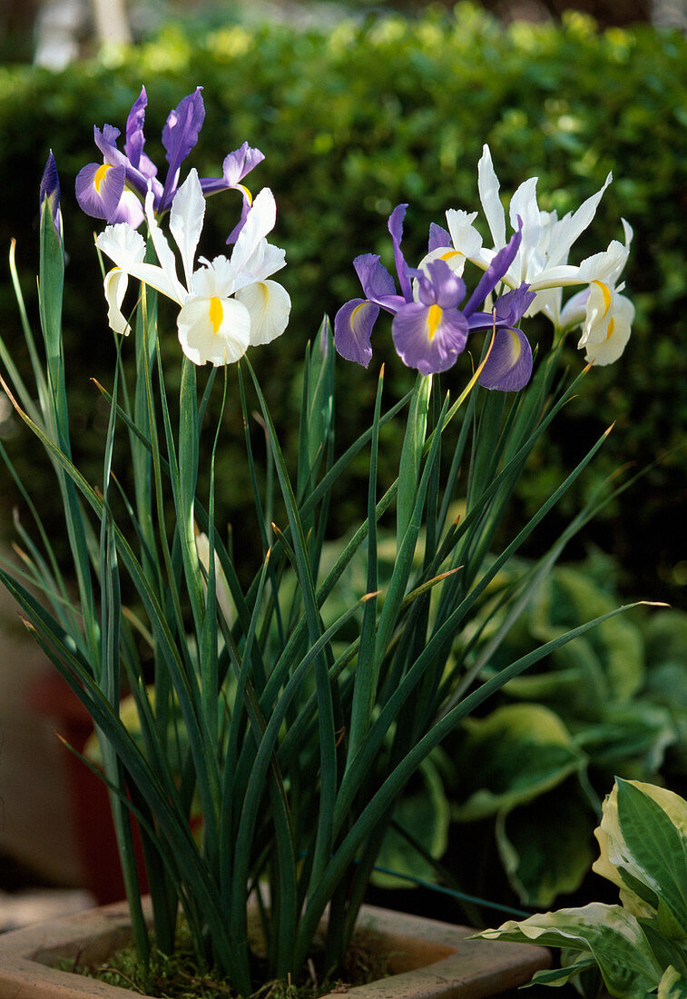 Iris hollandica (Holland iris)