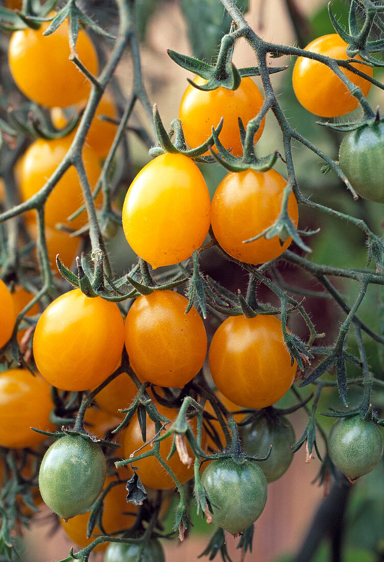 Tomato 'Mirabell' (yellow mirabelle) French tomato variety