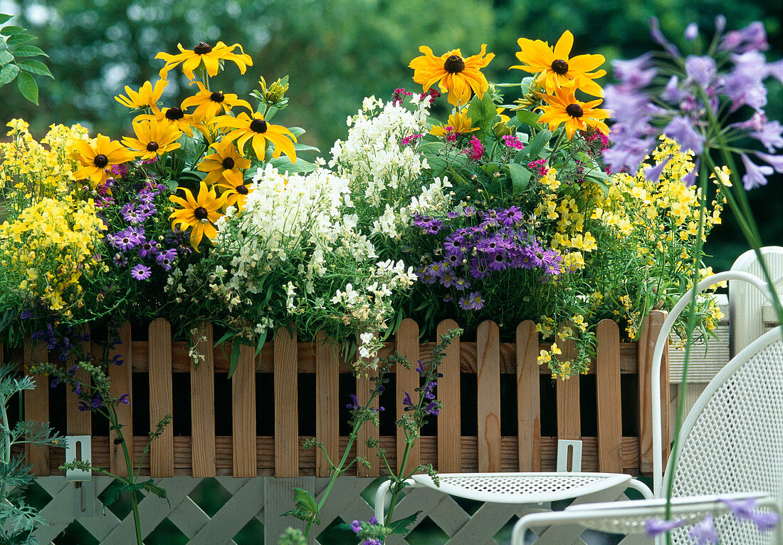 Kasten mit LINARIA VULGARIS, RUDBECKIA HIRTA,