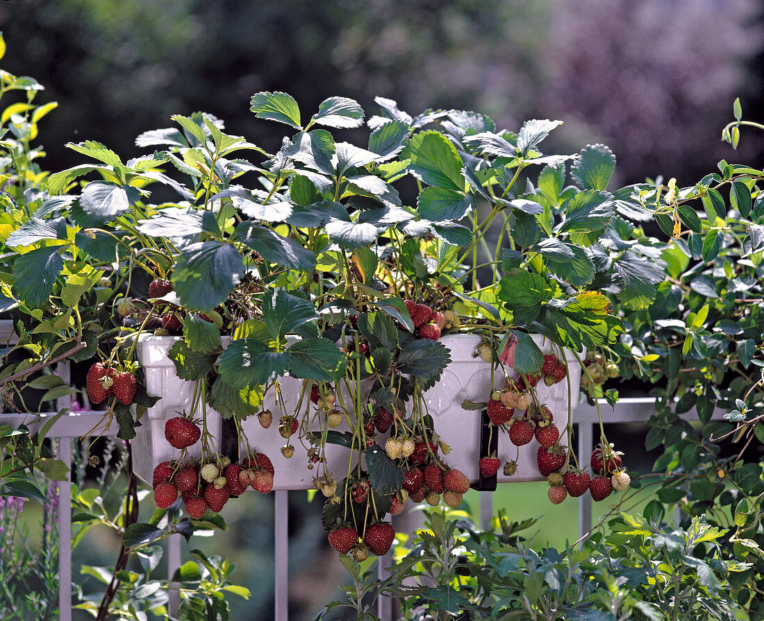Erdbeeren im weißen Balkonkasten