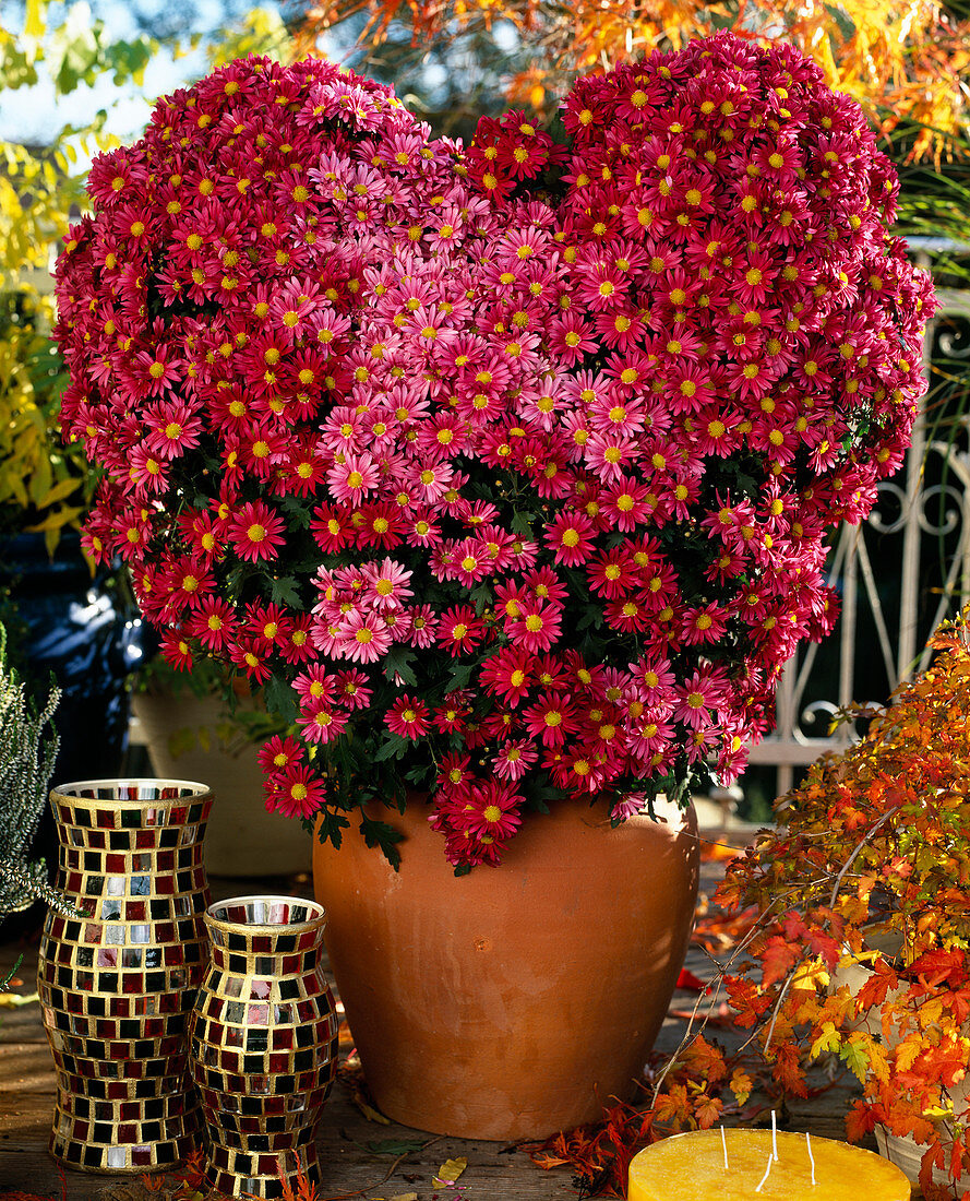 Dendranthema indicum, autumn chrysanthemum gown in heart shape