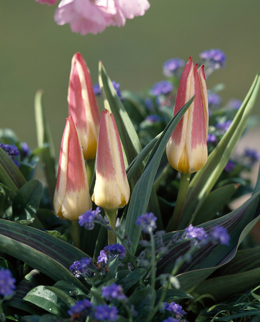 Tulipa kaufmanniana 'THE First'