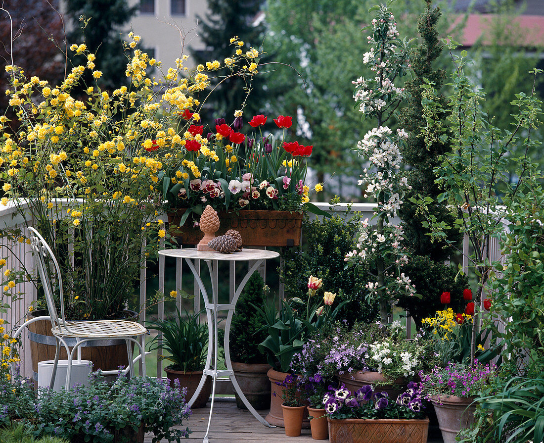 Kerria japonica, Nepeta, Viola cornuta, Phlox-Hybriden, Picea