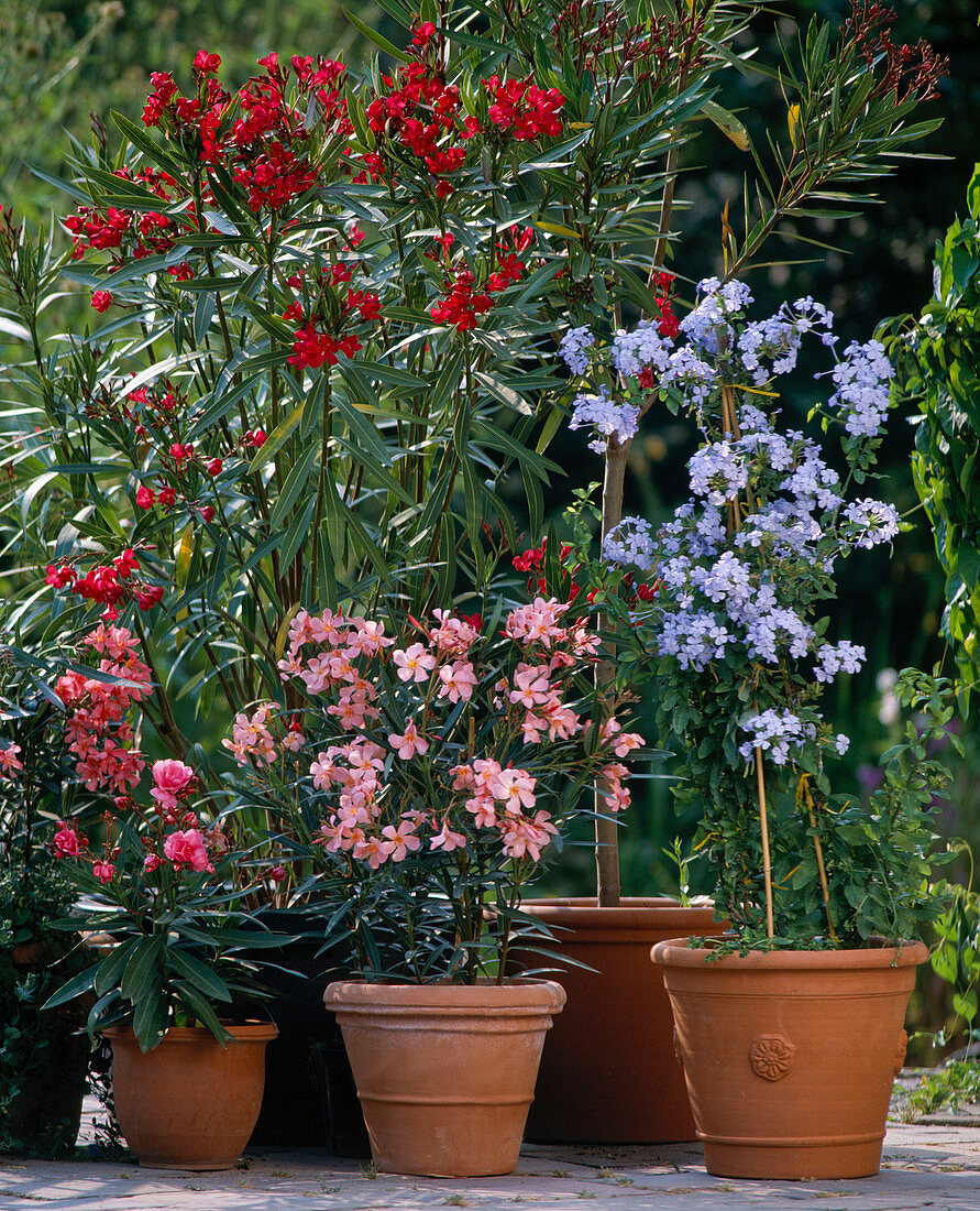 Nerium oleander and Plumbago