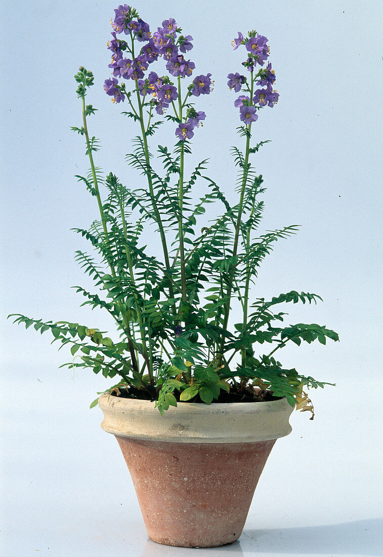 Polemonium caeruleum