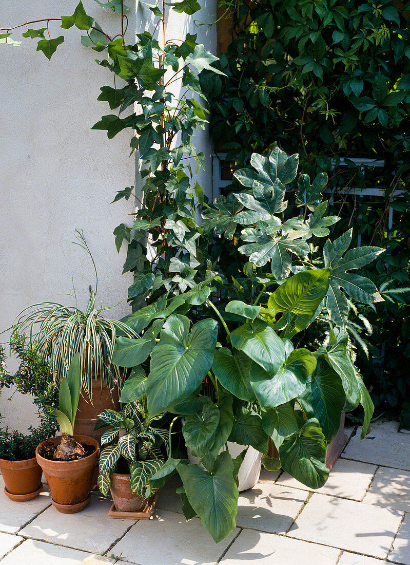 Zimmerpflanzen auf Balkon: Zantedeschia, Schefflera