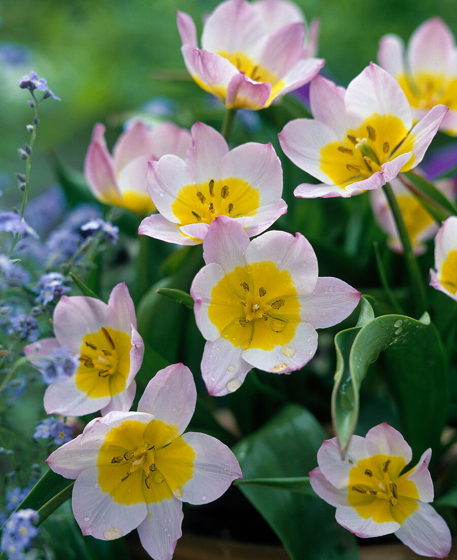 Tulipa bakeri 'LILAC WONDER'