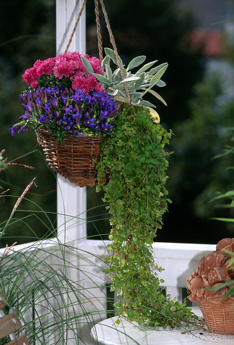 Gentiana, Chrysanthemum, Lysimachia