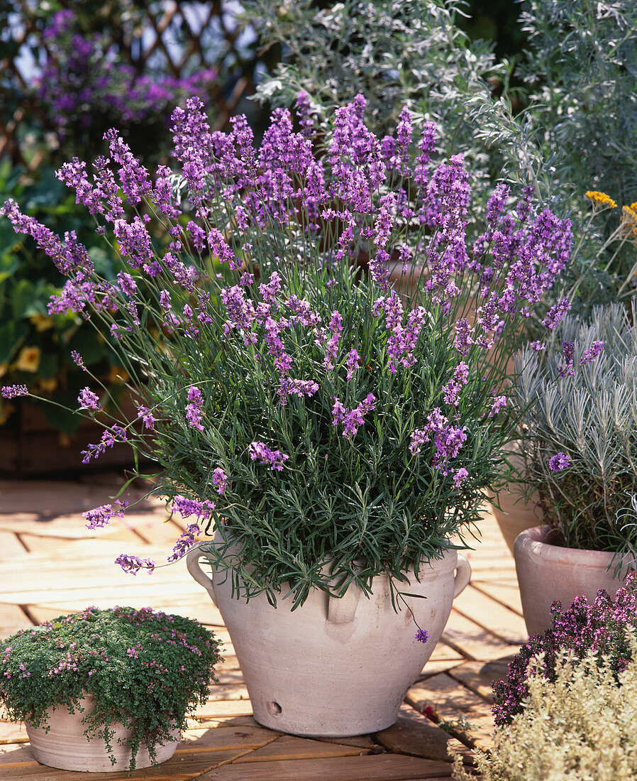 Lavandula ANGUSTIFOLIA