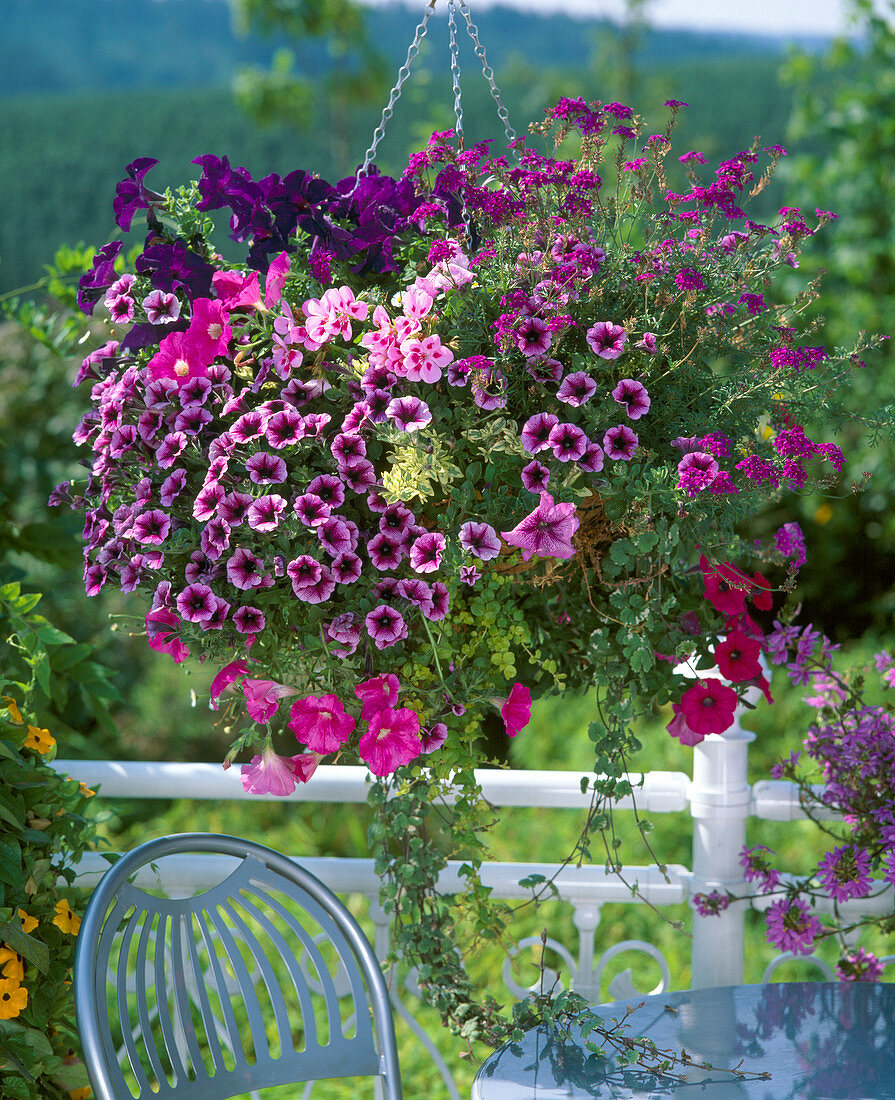 Petunia 'Happy Dream', Pelargonium