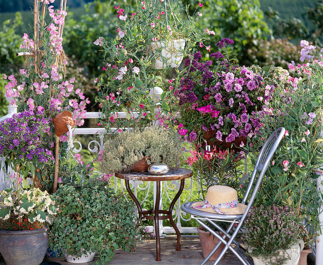 Duftbalkon, Solanum, Lathyrus, Pelargonium