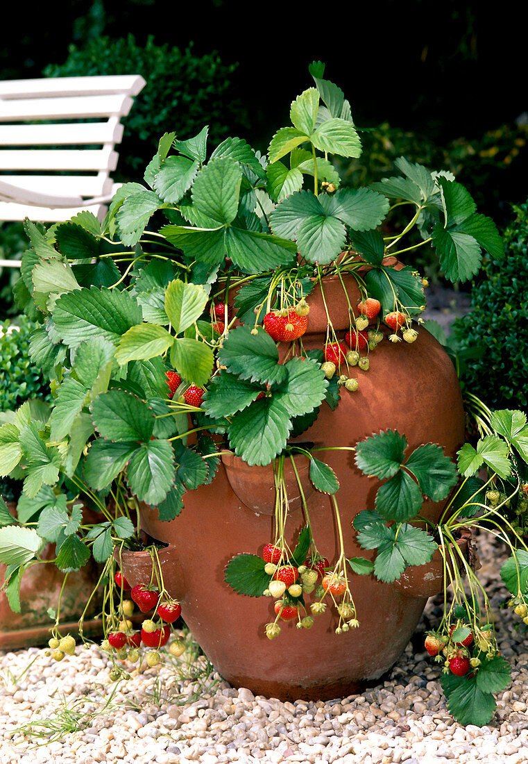 Strawberry 'Elsanta' (garden strawberry) in strawberry pot