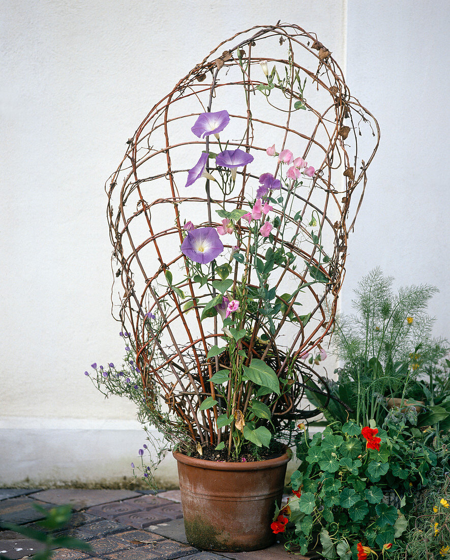 Weidenrutenspalier mit Lathyrus