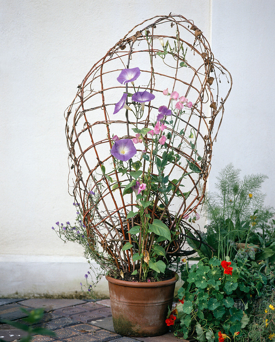 Willow branches with Lathyrus on trellis