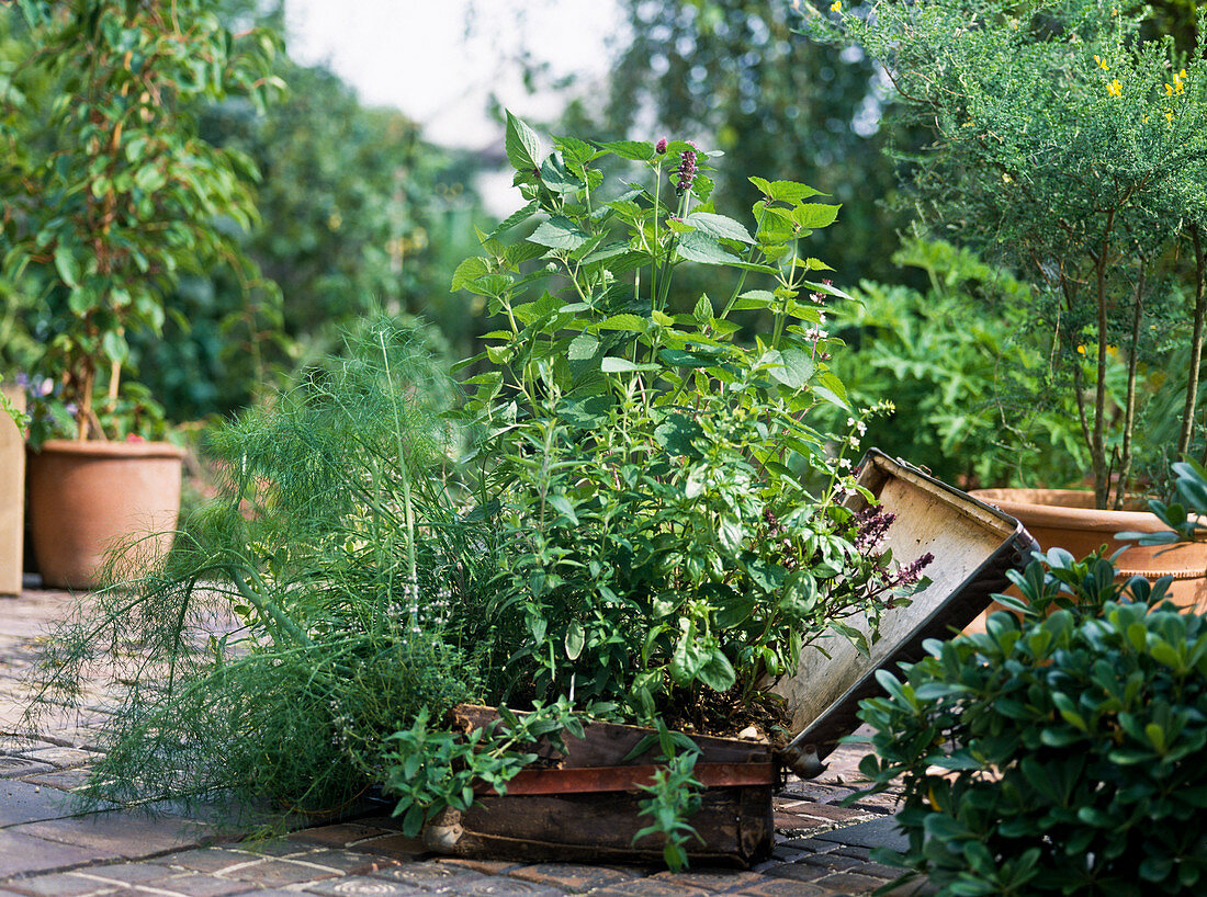 Herbs in the suitcase