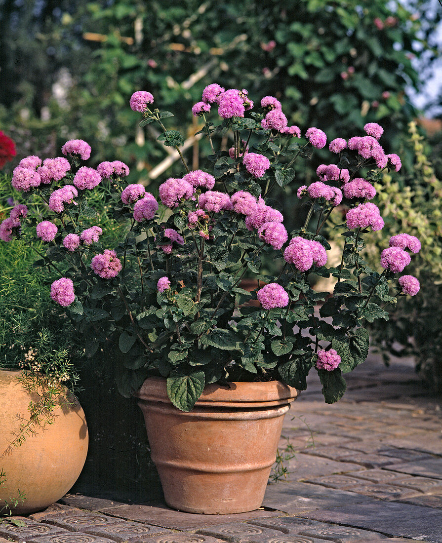 Ageratum houstonianum 'Schnittwunder'