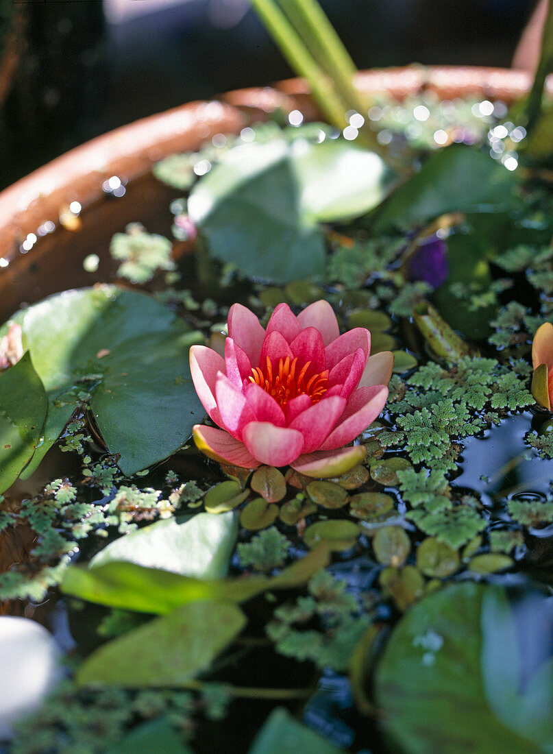 Water lily Nymphaea hybrid 'Indiana'