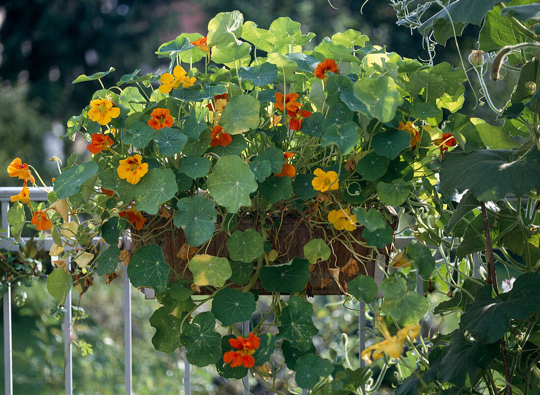 Tropaeolum majus