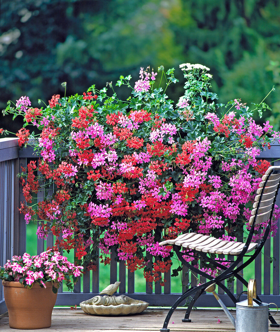 Pelargonium peltatum-Hybriden