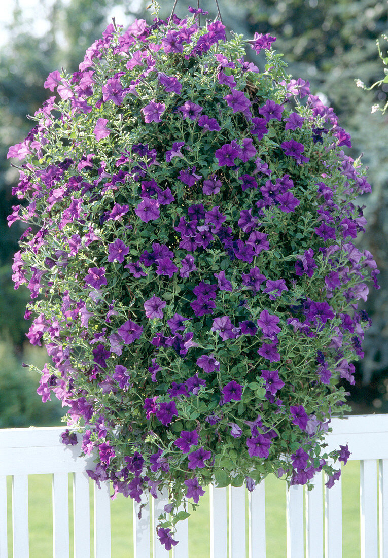 Surfinia Petunia 'Blue Surfinia'