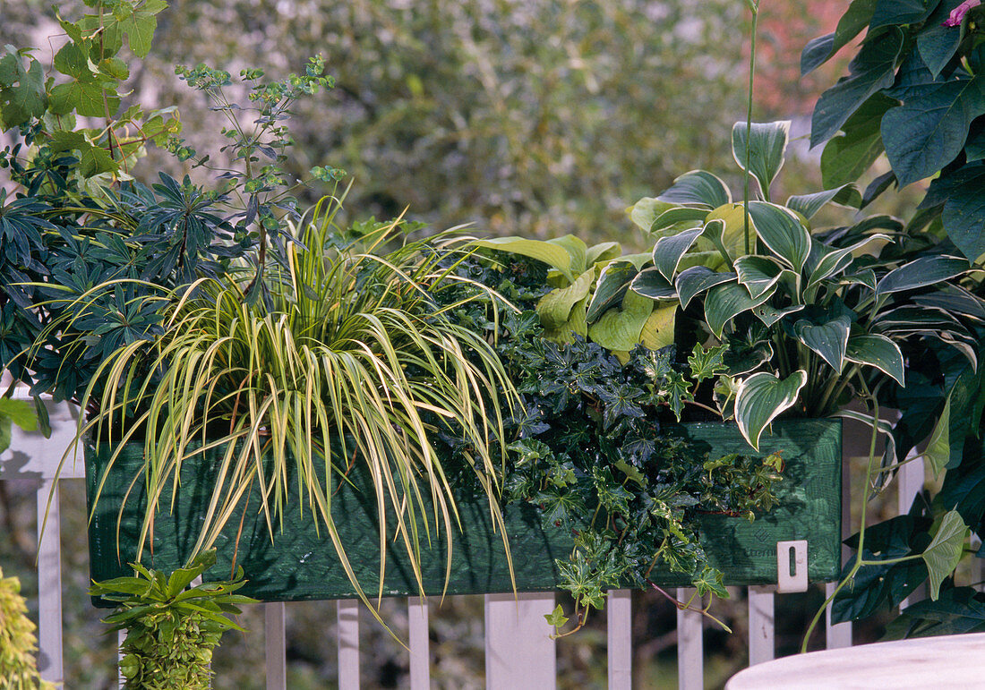 Grüner Kasten mit Euphorbia, Acorus