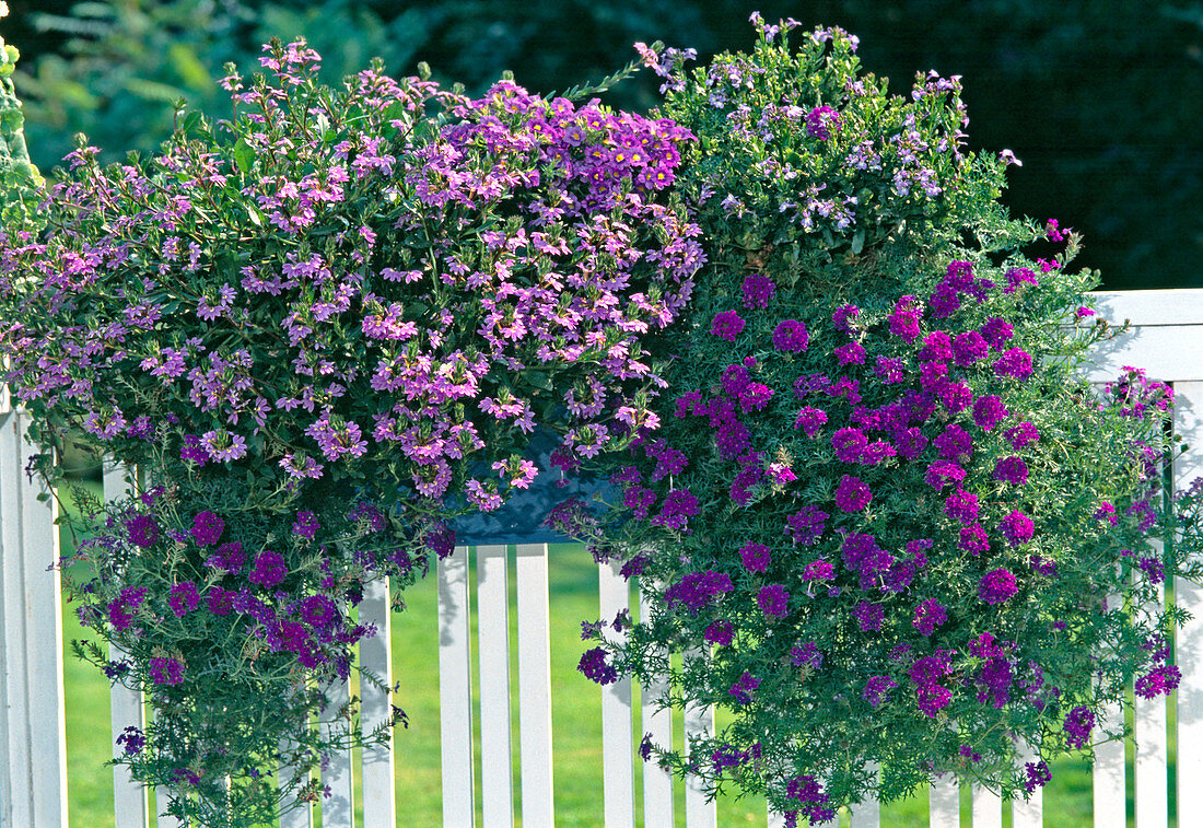 Blauer Buchsbaum, Scaevola aemula 'Blue Wonder'