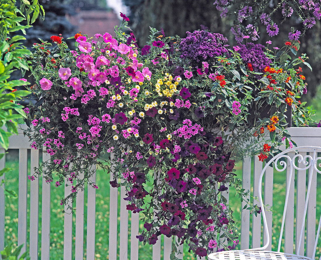 Petunia, Verbena tenera 'Cleopatra'