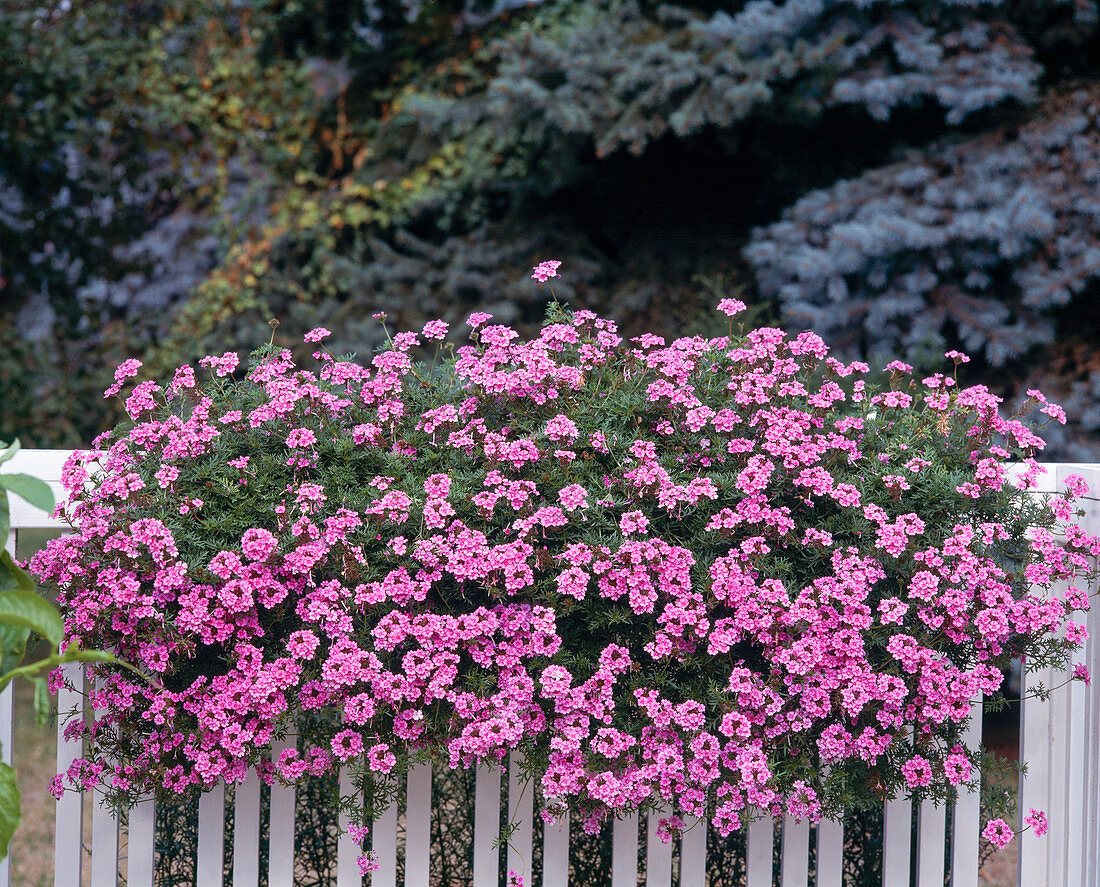 Verbena-Hybride 'Tapien' Rosa