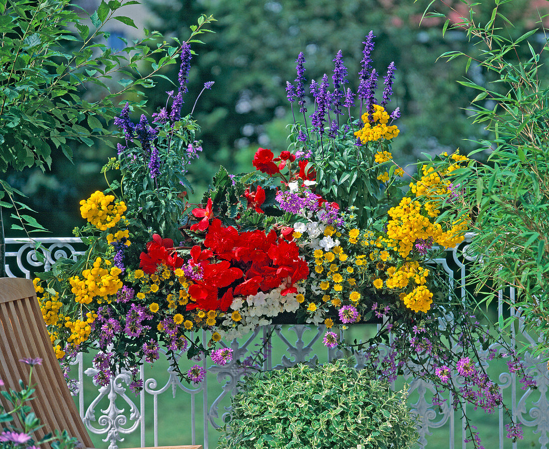 Begonia 'Nonstop Fire Red', Calceolaria 'Goldari', Impatiens