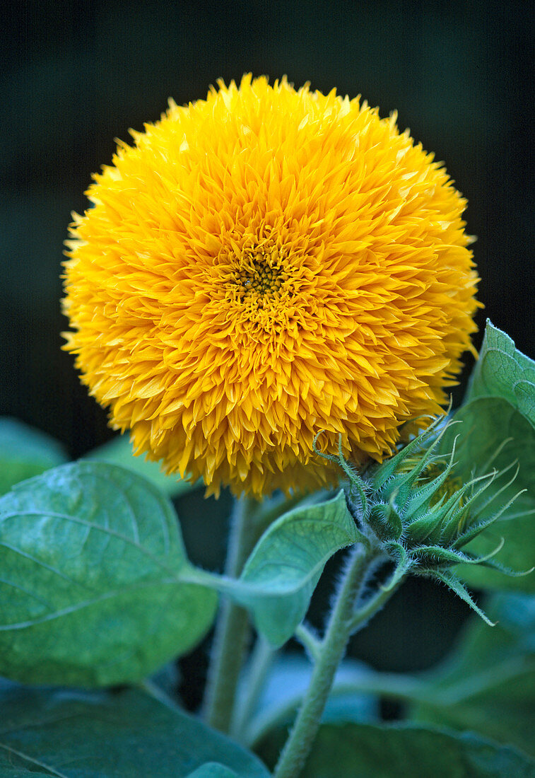 Helianthus annuus 'Teddybär'