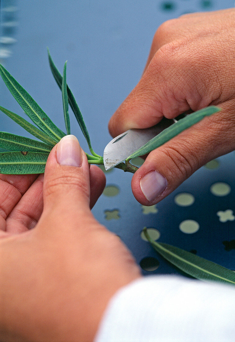 Remove two lower leaves from the oleander cuttings
